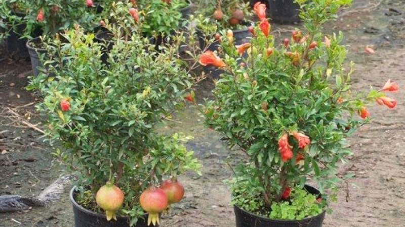 Wie man Granatäpfel im Garten und zu Hause richtig beschneidet