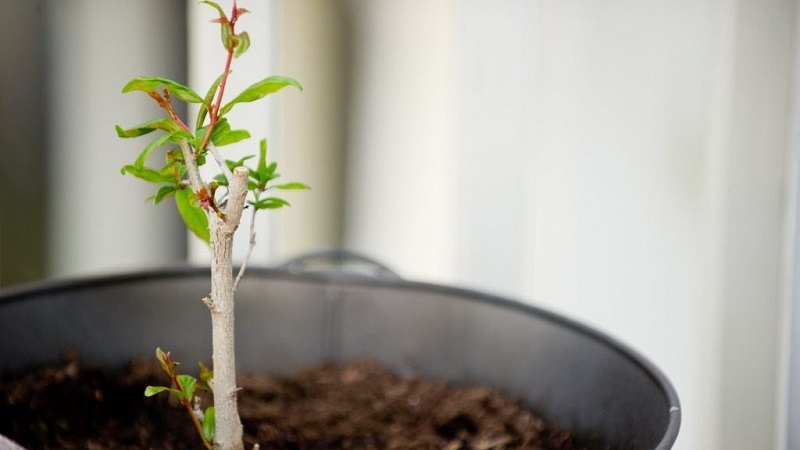 Wie man Granatäpfel im Garten und zu Hause richtig beschneidet