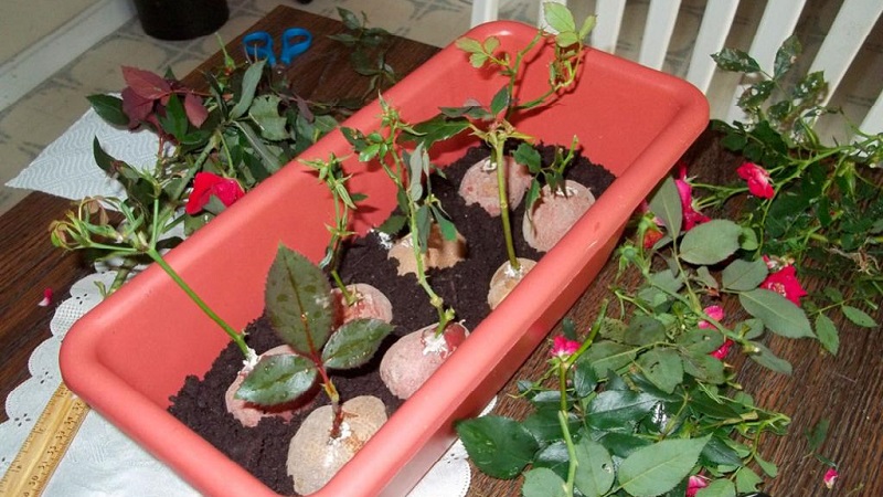 Anleitung für Anfänger Floristen: Wie man eine Rose aus einem Blumenstrauß zu Hause wurzelt