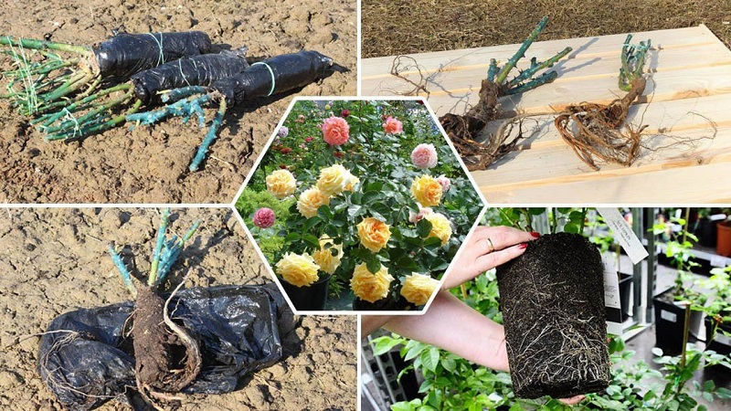 Anleitung für Anfänger Floristen: Wie man eine Rose aus einem Blumenstrauß zu Hause wurzelt