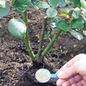 Anleitung für Anfänger Floristen: Wie man eine Rose aus einem Blumenstrauß zu Hause wurzelt