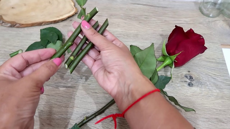 Anleitung für Anfänger Floristen: Wie man eine Rose aus einem Blumenstrauß zu Hause wurzelt