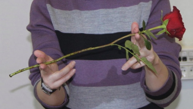 Anleitung für Anfänger Floristen: Wie man eine Rose aus einem Blumenstrauß zu Hause wurzelt