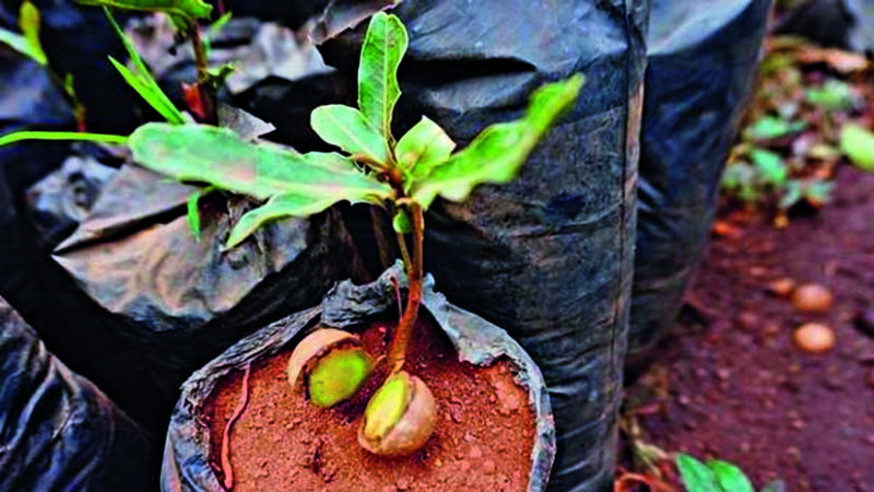 Wie man zu Hause Nuss-Macadamia anbaut