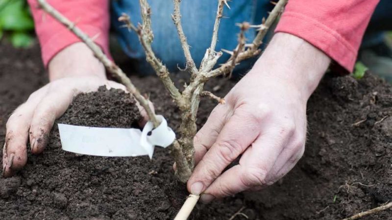 Allgemeine Merkmale und Beschreibung der Sorten haariger Stachelbeeren