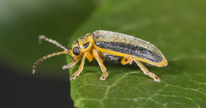 Welcher Schädling frisst Stachelbeerblätter und was tun, um die Büsche zu retten?