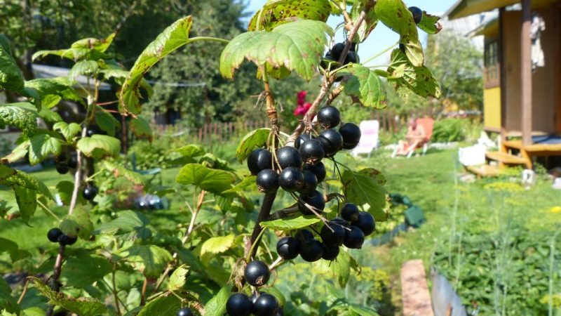 Die besten Sorten schwarzer Johannisbeeren für Zentralrussland und die Region der Mittleren Wolga