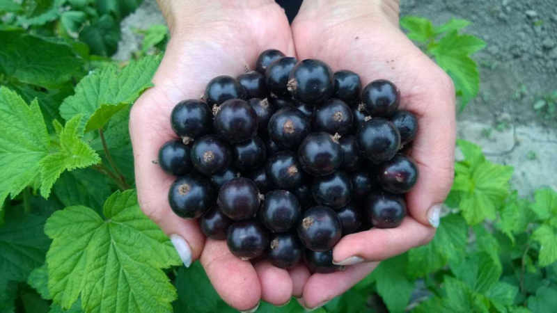 Die besten Sorten schwarzer Johannisbeeren für Zentralrussland und die Region der Mittleren Wolga