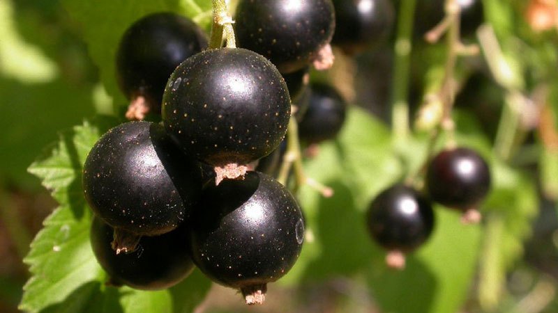 Die besten Sorten schwarzer Johannisbeeren für Zentralrussland und die Region der Mittleren Wolga