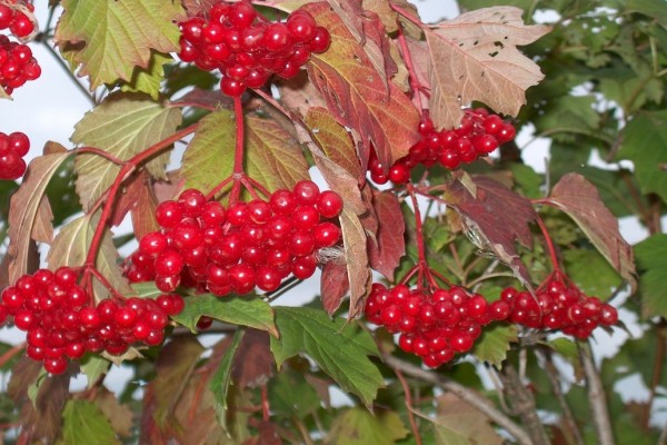 Ist es möglich, Viburnum zu trocknen und wie es zu Hause gemacht wird?