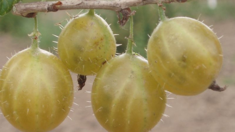 Allgemeine Merkmale und Beschreibung der Sorten haariger Stachelbeeren