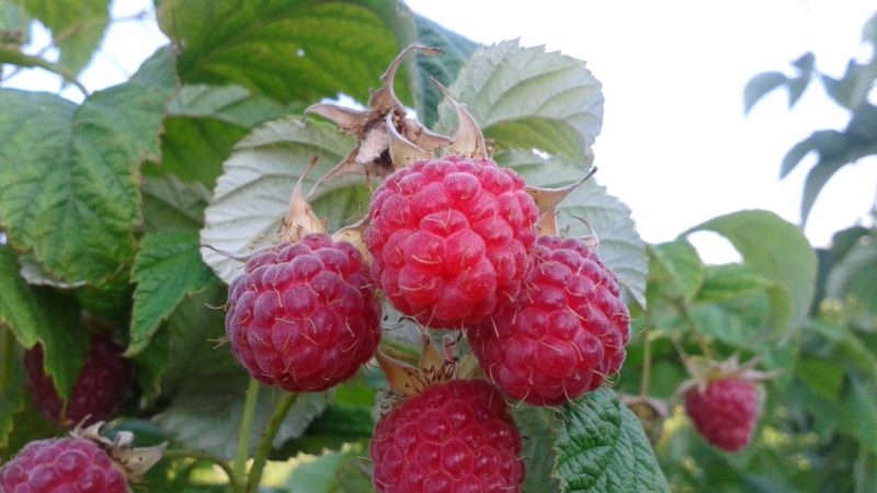 Wann ist es besser, Himbeeren in der mittleren Gasse zu pflanzen - im Frühjahr oder Herbst