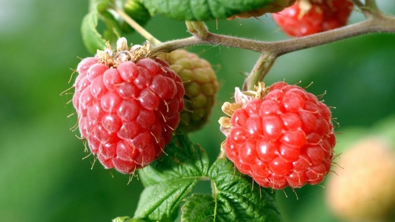 Vorteile und Merkmale früher Himbeeren