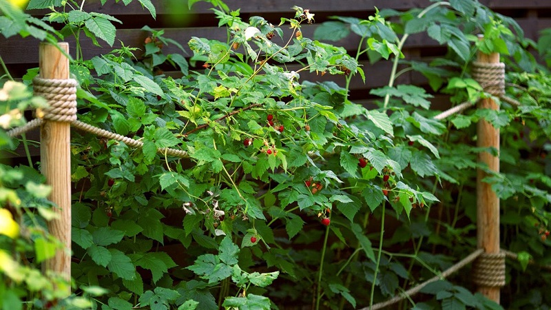 Wann ist es besser, Himbeeren in der mittleren Gasse zu pflanzen - im Frühjahr oder Herbst