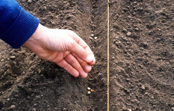 Rüben auf freiem Feld anbauen und pflegen