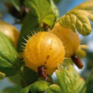 Allgemeine Merkmale und Beschreibung der Sorten haariger Stachelbeeren