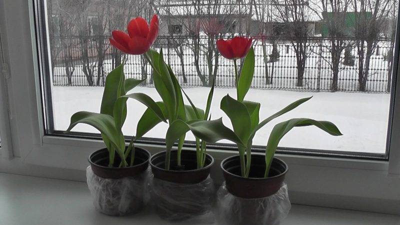 Wie man Tulpen zu Hause in einem Topf richtig züchtet