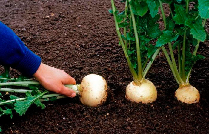 Rüben auf freiem Feld anbauen und pflegen