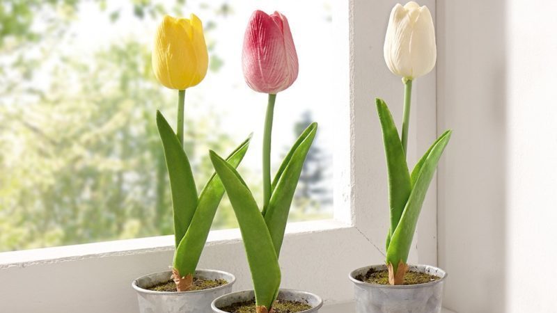 Wie man Tulpen zu Hause in einem Topf richtig züchtet