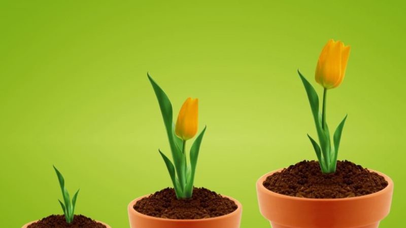 Wie man Tulpen zu Hause in einem Topf richtig züchtet