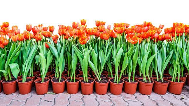 Wie man Tulpen zu Hause in einem Topf richtig züchtet