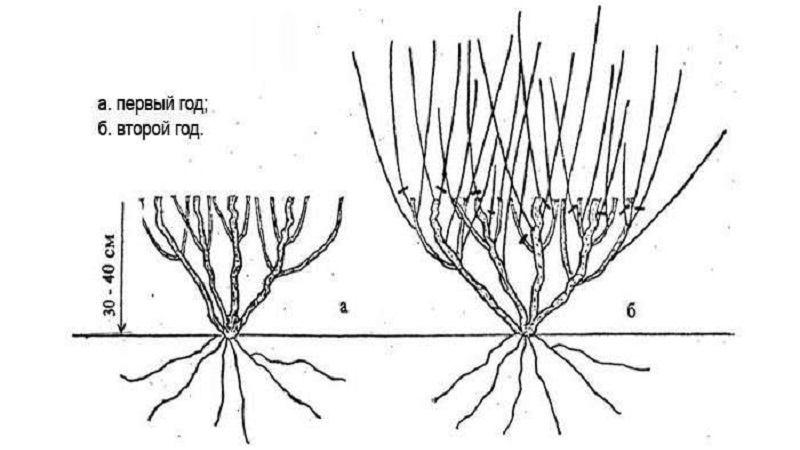 Geißblatt Hekroth - Beschreibung und Eigenschaften