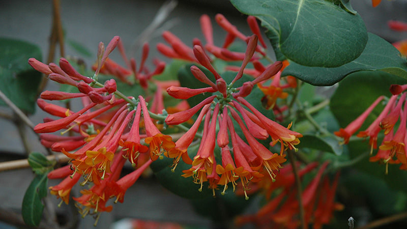 Beschreibung, Anbau und Anwendung von Browns Geißblatt Dropmore Scarlet