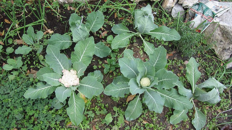 Wie man Blumenkohl am besten pflanzt: Sämling und kernlose Methoden