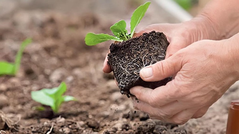 Wie man Blumenkohl am besten pflanzt: Sämling und kernlose Methoden