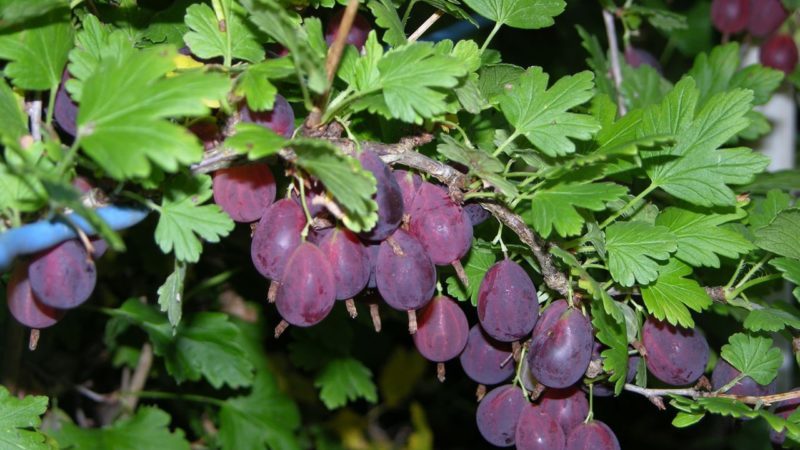 Medium late studless gooseberry variety Grushenka