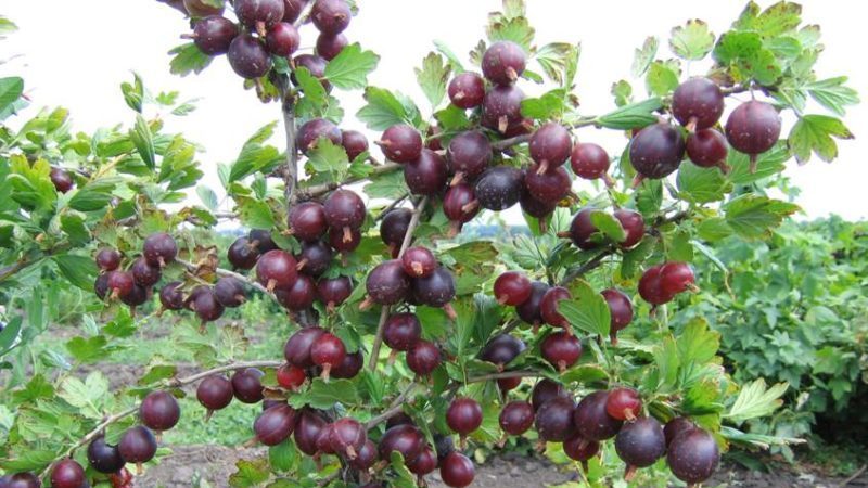 Medium late studless gooseberry variety Grushenka