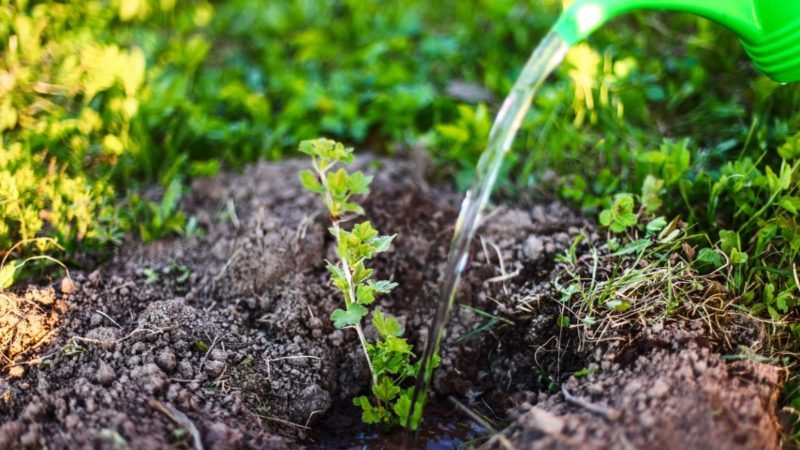 Medium late studless gooseberry variety Grushenka