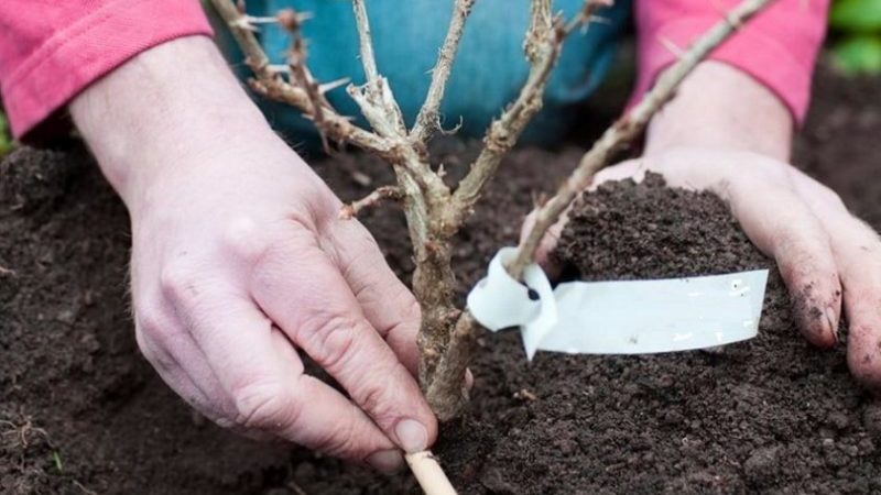 Spät reifende Stachelbeersorte Datum