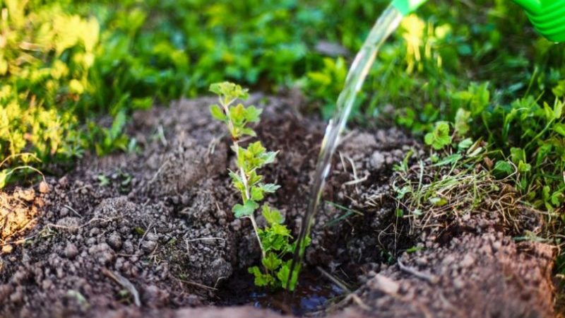 Spät reifende Stachelbeersorte Datum