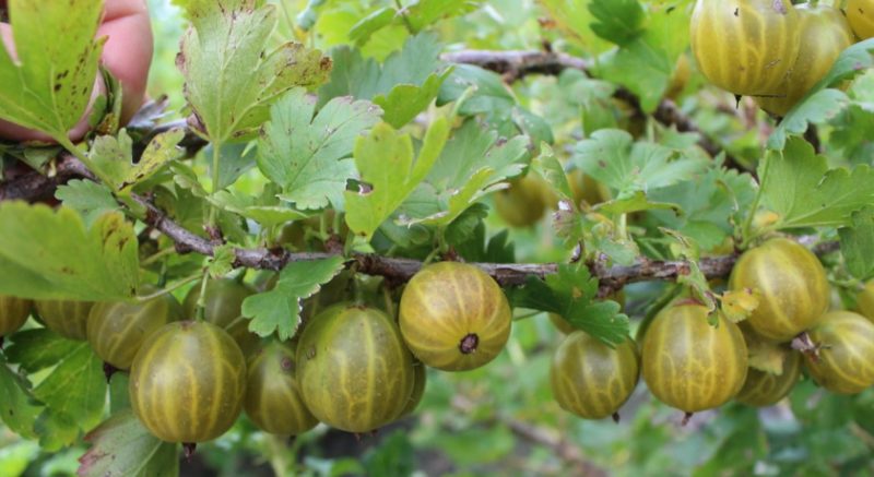 Der hartnäckige Altai mit Stachelbeeren und niedrigem Dorn ist nummeriert und garantiert eine reiche Ernte an süßen Beeren