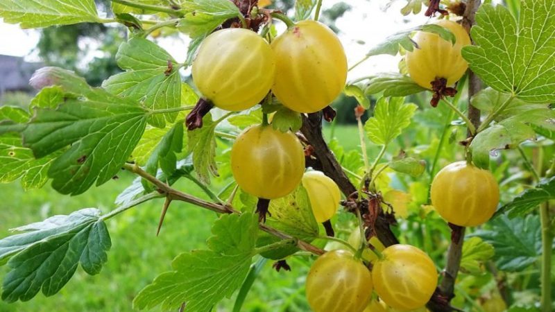 Der hartnäckige Altai mit Stachelbeeren und niedrigem Dorn ist nummeriert und garantiert eine reiche Ernte an süßen Beeren