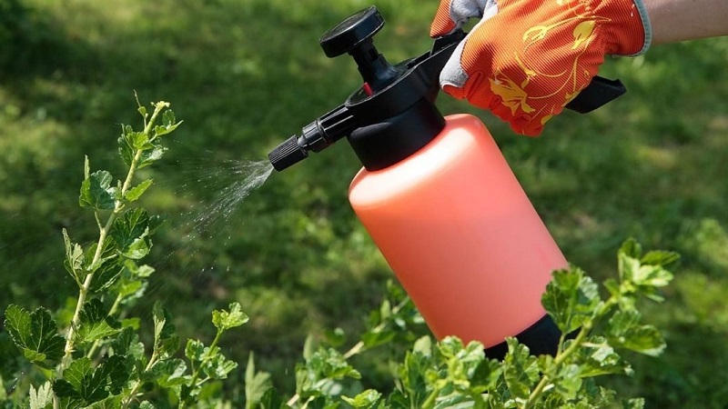 Wie man Stachelbeeren im Frühjahr und Sommer gegen Krankheiten und Schädlinge verarbeitet