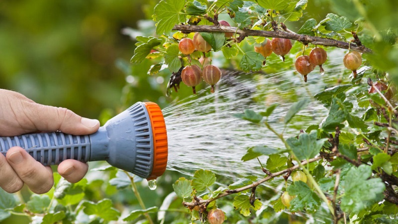 Wie man Stachelbeeren im Frühjahr und Sommer gegen Krankheiten und Schädlinge verarbeitet