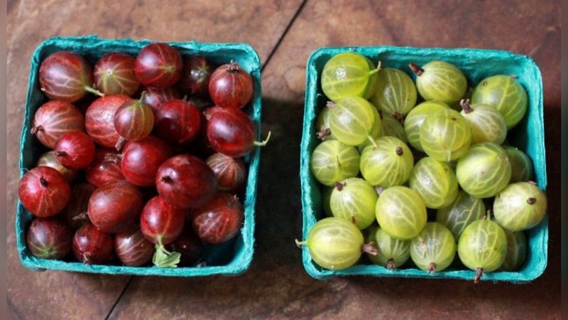 Warum Stachelbeeren gut für Frauen sind