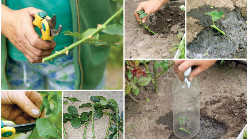 Eine Anleitung zum Schneiden von Rosen im Herbst zu Hause für Anfänger Floristen