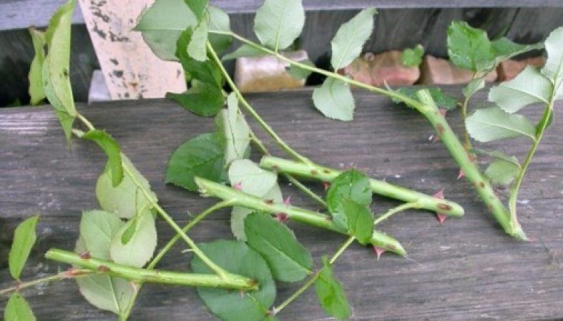 Eine Anleitung zum Schneiden von Rosen im Herbst zu Hause für Anfänger Floristen