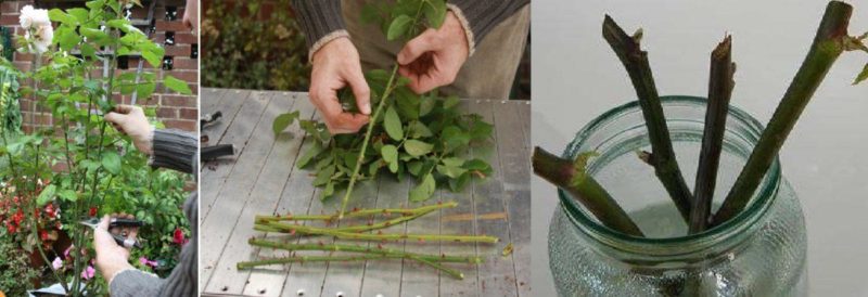 Eine Anleitung zum Schneiden von Rosen im Herbst zu Hause für Anfänger Floristen