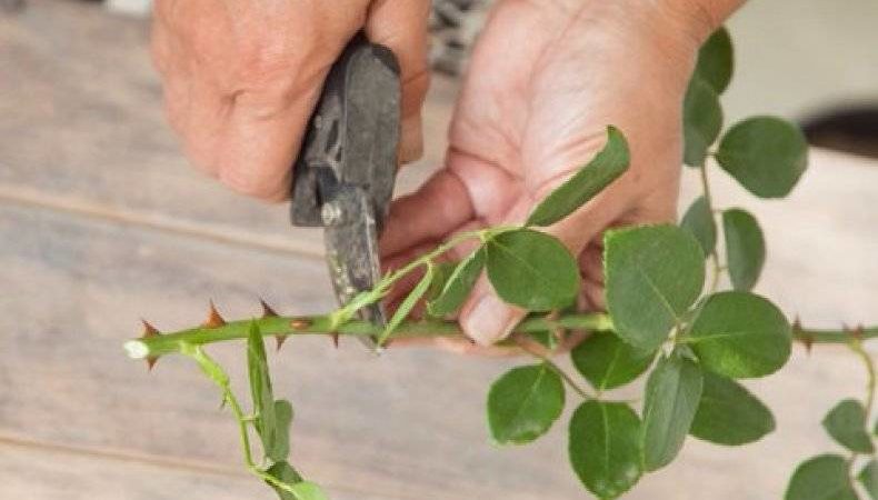 Eine Anleitung zum Schneiden von Rosen im Herbst zu Hause für Anfänger Floristen