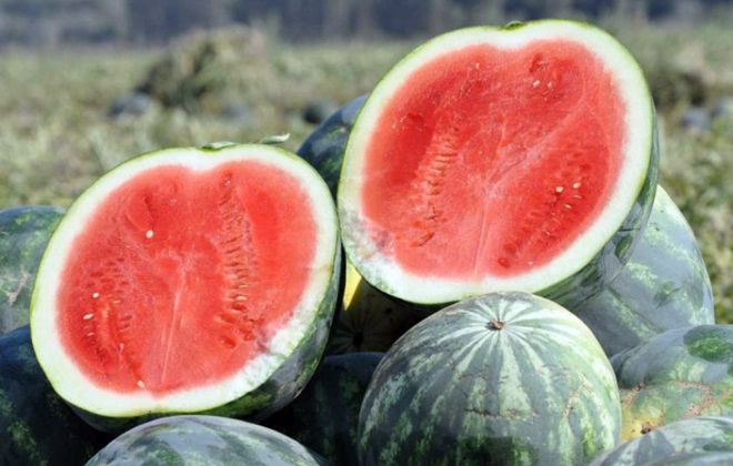 Was ist gut an einer Wassermelone ohne Samen, welche Sorten gibt es und wie kann man sie anbauen?