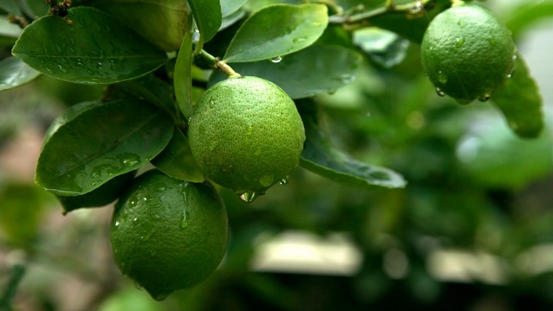 Was ist Limette und wie unterscheidet sie sich von Zitrone?