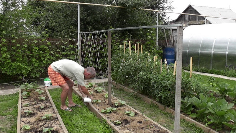 Verschiedene Methoden und Schemata zur Bildung von Gurken auf freiem Feld: Anweisungen für Anfänger