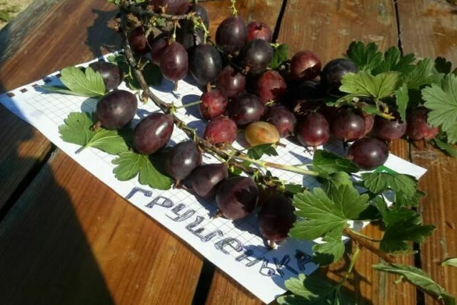 Sorten und Merkmale des Anbaus von Stachelbeeren ohne Dornen