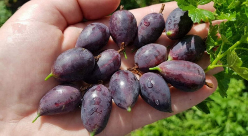 Medium late studless gooseberry variety Grushenka