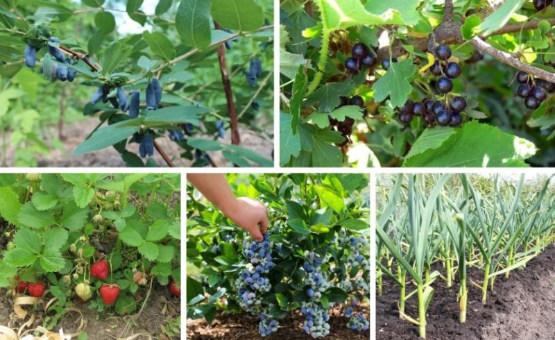 Fruchtfolge-Regeln für den Anbau von Beeren: Ist es möglich, schwarze und rote Johannisbeeren in der Nähe zu pflanzen?