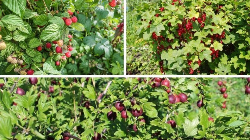 Fruchtfolge-Regeln für den Anbau von Beeren: Ist es möglich, schwarze und rote Johannisbeeren in der Nähe zu pflanzen?